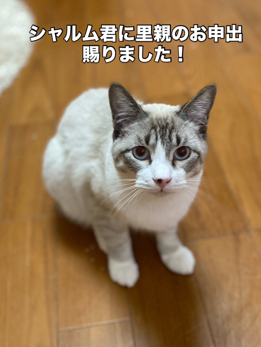 猫カフェみーちゃみーちょ (@miciamicio_neko) / Posts / X