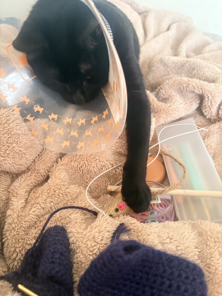 おじさんが毛糸で何か始めると
紐付き🐁持ってくんの可愛いスンギ🥺
らんてょも編み物気分なのかな🥺