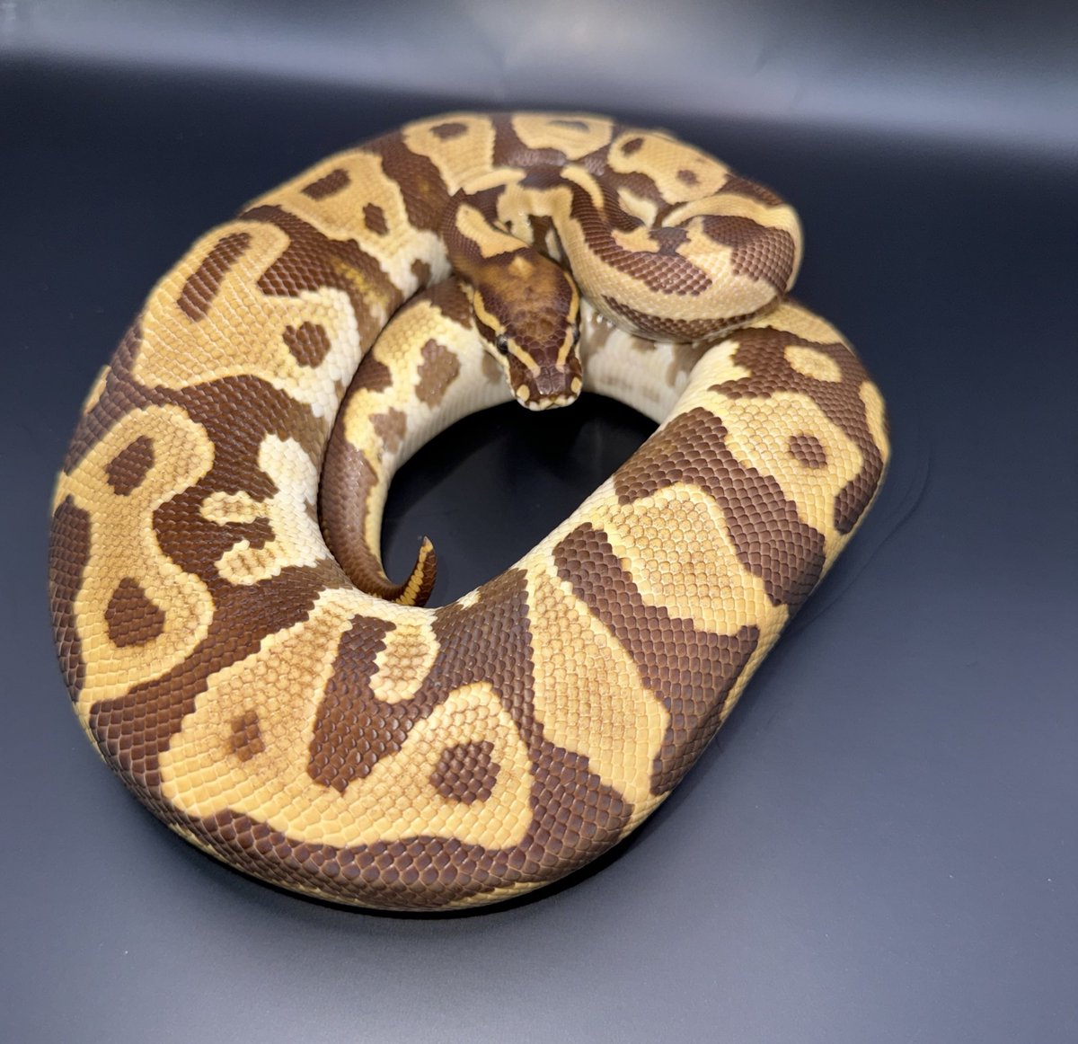 ぴ　Clarity tweet media