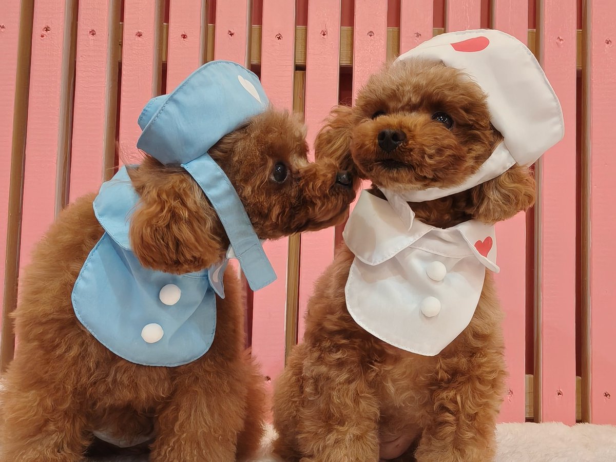 .
まいくろ病院へようこそ〜🏥♡

まつり🐶
『体調わるいひとはいませんか〜』

らい🐶
『ぼくにちっくん💉まかせろ！』

少し不安な先生たちですが…🤏笑
みなさま、体調が悪くなった際は
ぜひまいくろ病院でお待ちしております🫶🏻

#浅草 #犬カフェ #マイクロティーカップカフェ