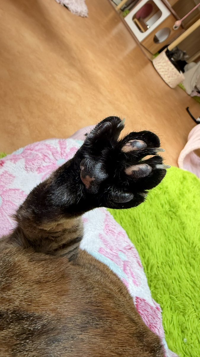 8hisaaan's tweet photo. ピンちゃん
ふわふわのしっぽと肉球かわいい💞

#保護猫カフェ猫の恵庭
#猫の恵庭 https://t.co/u7J8ycOxM0