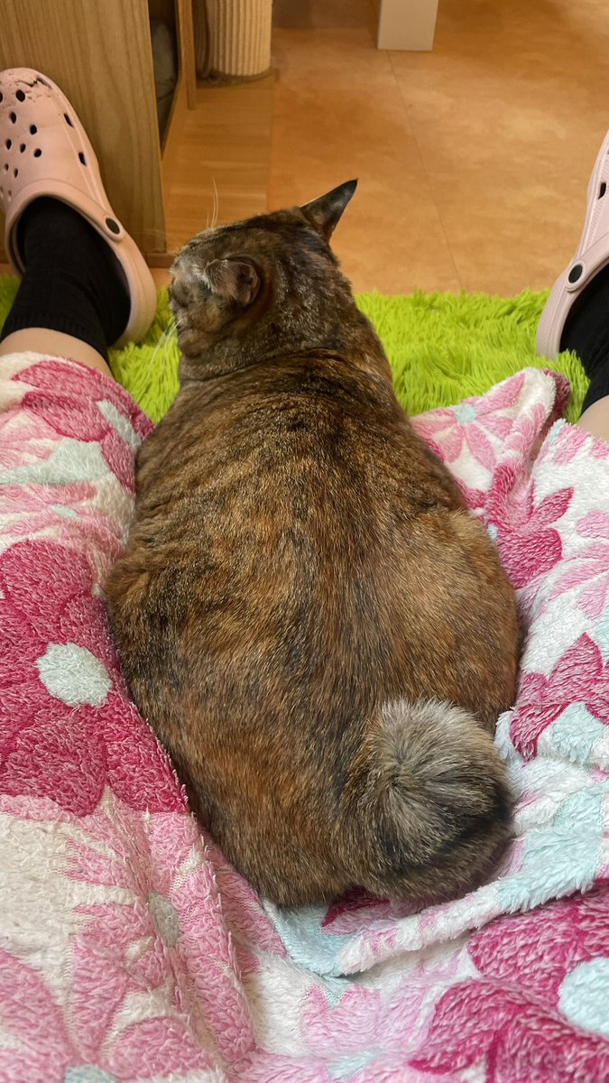 8hisaaan's tweet photo. ピンちゃん
ふわふわのしっぽと肉球かわいい💞

#保護猫カフェ猫の恵庭
#猫の恵庭 https://t.co/u7J8ycOxM0