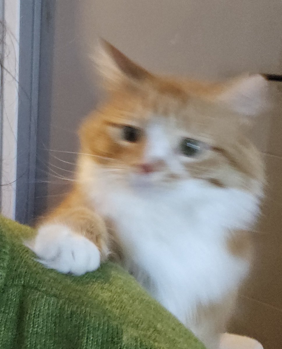 Copper (like the metal) tweet media