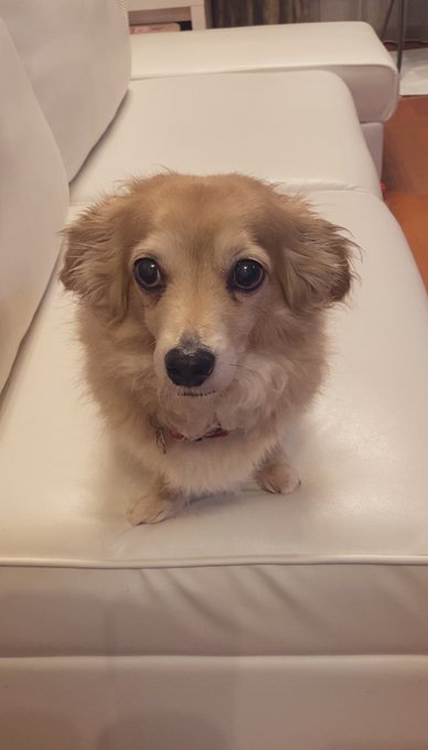 2026年2月4日2時頃。
うちのわんこが亡くなりました。
17歳と3ヶ月でした。めちゃくちゃ長生き、人間なら100歳超えでした。
おやすみなさい。 