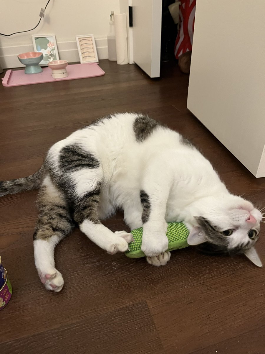 chance1084059's tweet image. My pickle #my picle