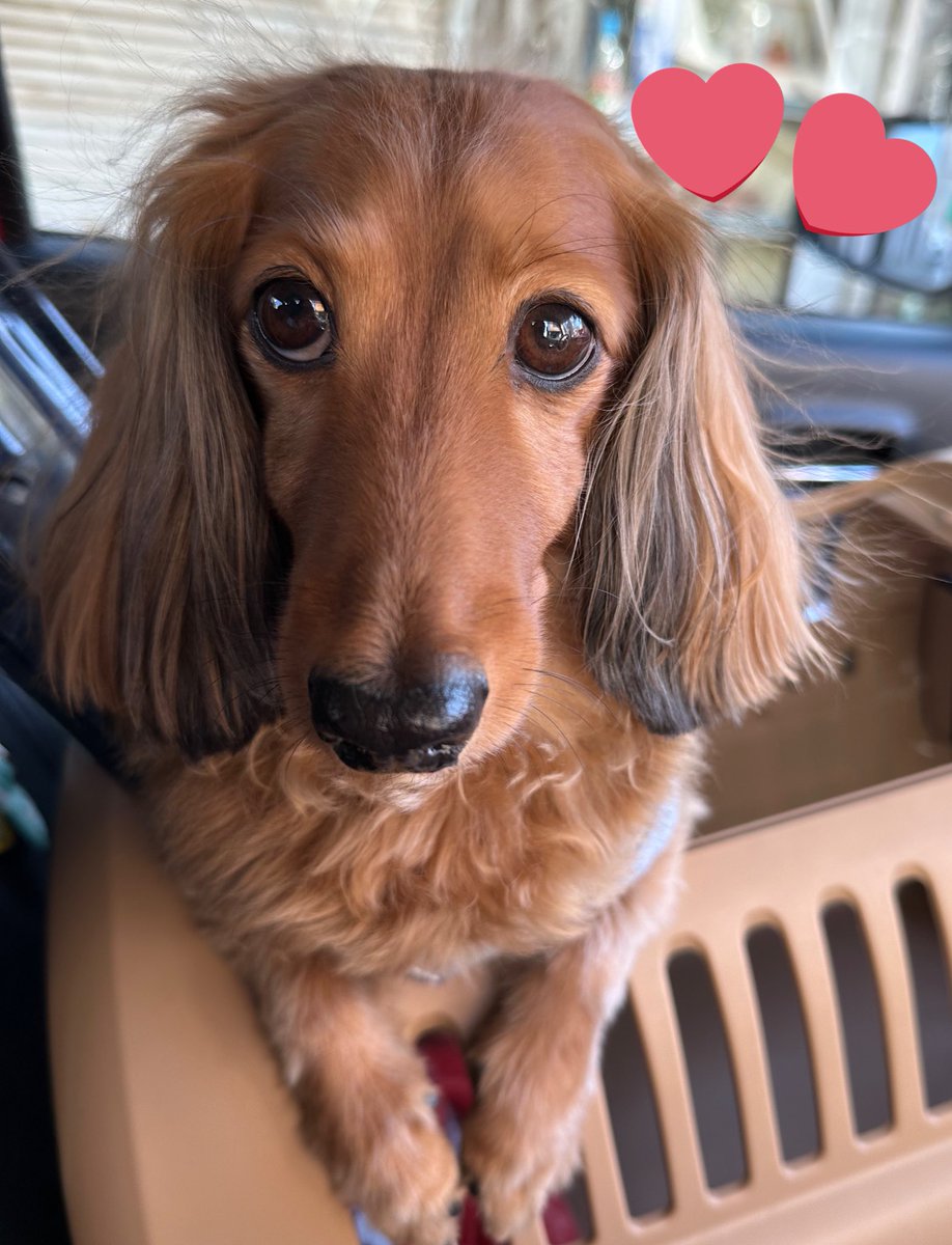 おはようございます😃
昨日は訳あって、ママの職場に一緒に出勤したサンちゃん❤️色んな人に会えて大満足だったようです✨サンちゃんと行ったイベントも大成功でした🐾
🐶『みんなになでなでされて嬉しい😆』
#ミニチュアダックス #愛犬サンちゃん #犬好きさんと繋がりたい #一緒に出勤 #イベント