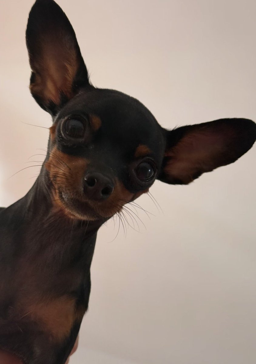 💖 (@twaniimals) on Twitter photo 