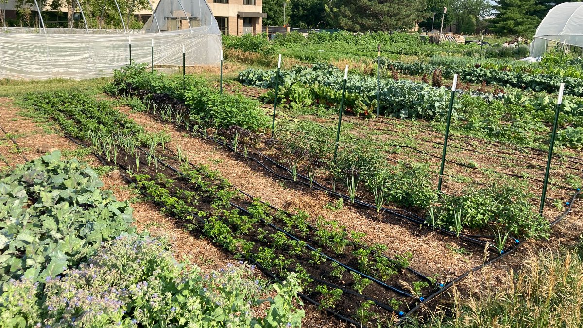 unlagrohort's tweet photo. Led by #UNLAgroHort's Sam Wortman, the new #Husker Produce Farm🥦on East Campus will grow &amp; distribute fresh fruits &amp; veggies, strengthen local food systems &amp; improve access to healthy, affordable food. 

STUDENTS APPLY NOW ›› https://t.co/xJKOQx3j2z 
#UNL #IANR #producefarm https://t.co/C0H4wTD966
