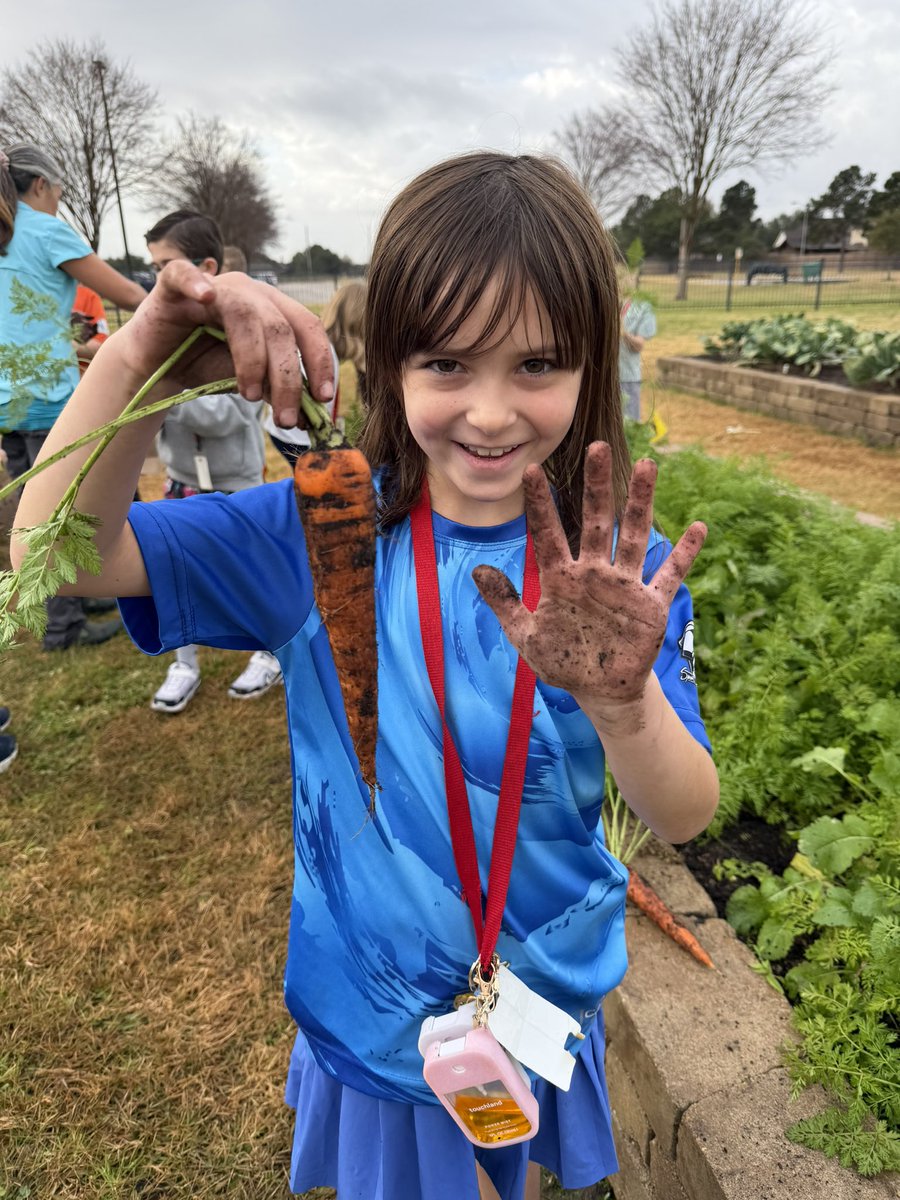 readygrowgarden's tweet photo. 2nd grade Carrot harvest day at @SwenkeCFISD 🥕🥕🥕 
We love a fun morning of science OUTSIDE 💚 #gardenday #schoolgarden #scienceoutside  @CyFairISD @PowerUpCafe https://t.co/VsCcTGczAa