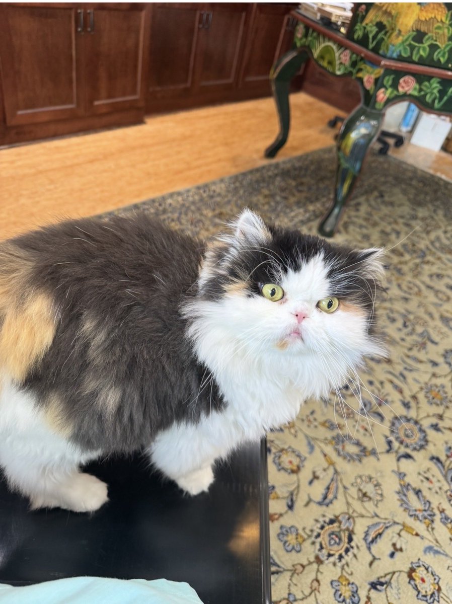 Doris lessing tweet media