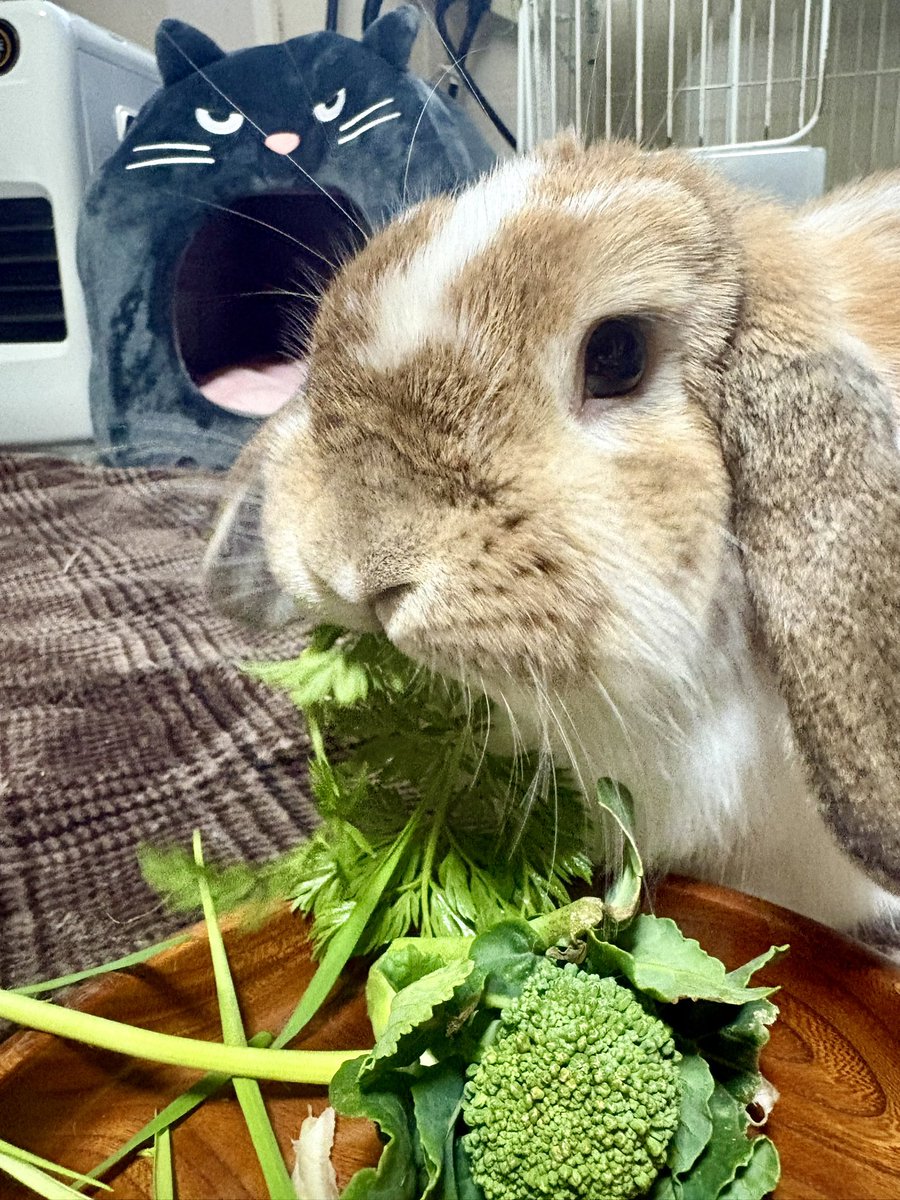 おはぽぽ☀️
#うさぎ　#ホーランドロップ