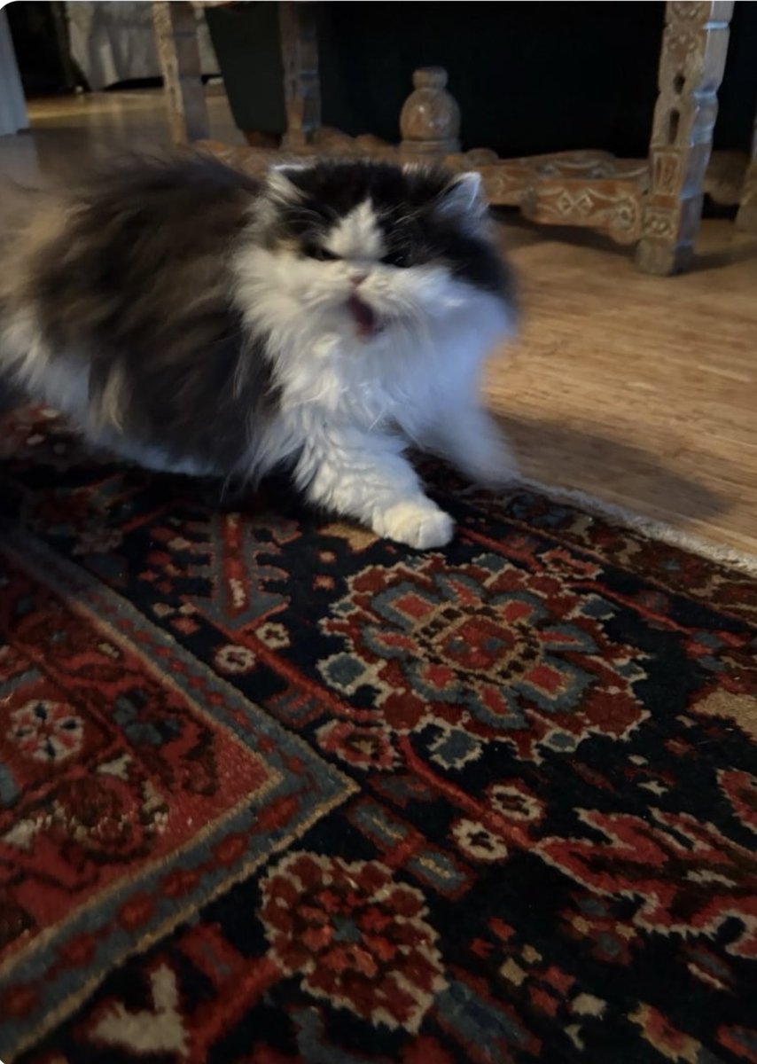 Doris lessing tweet media