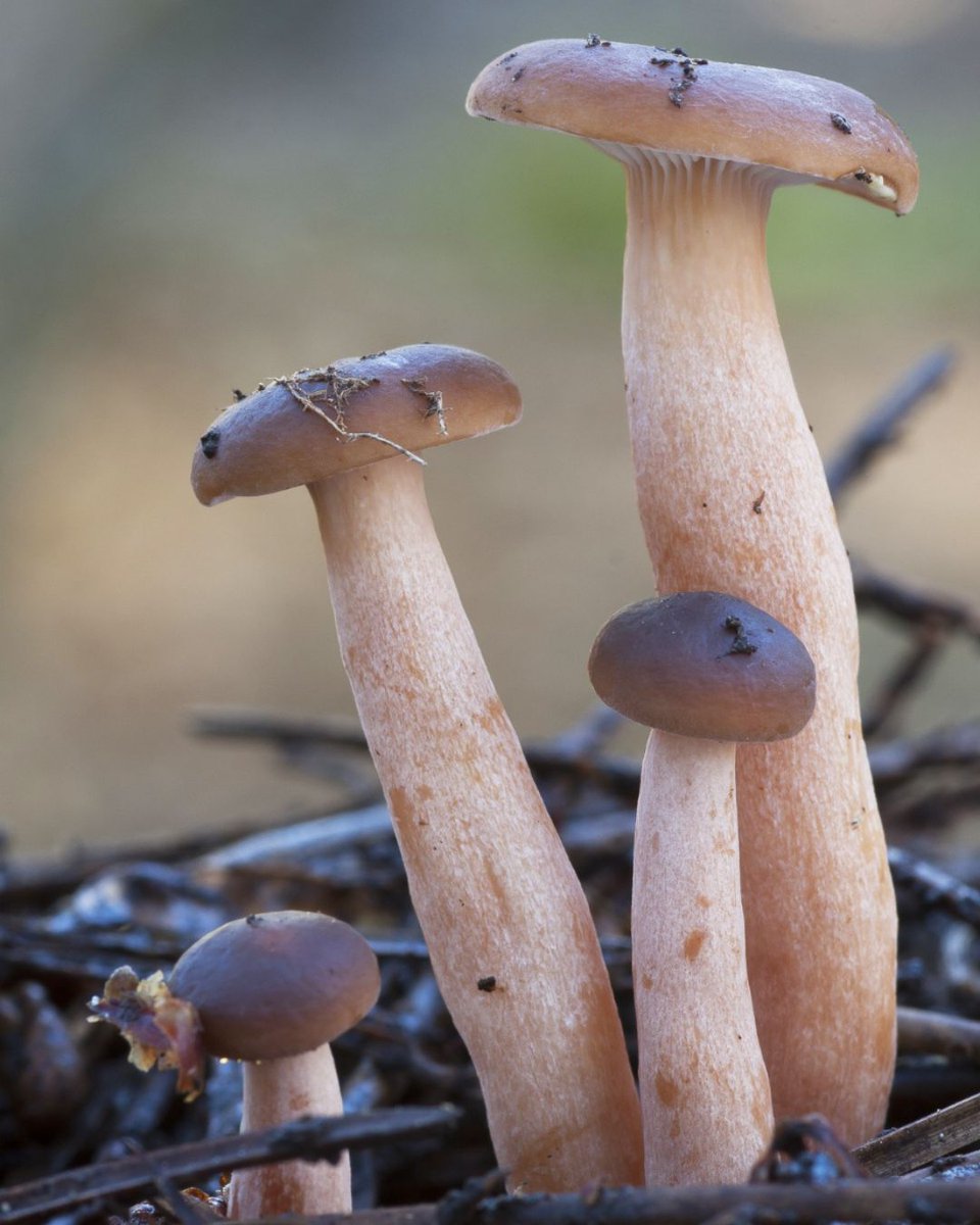 Ronit Molko, Ph.D., BCBA-D tweet media