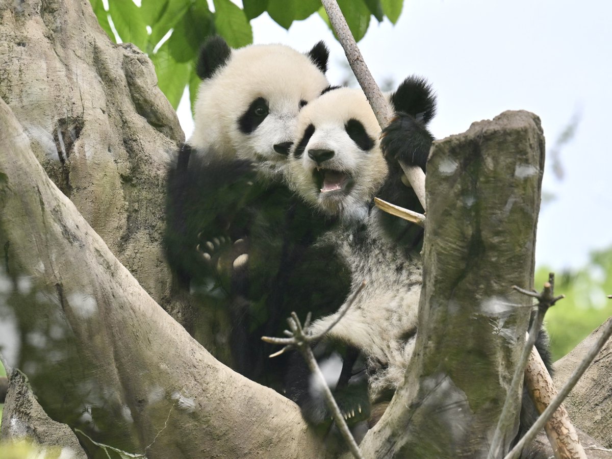 pandakopanda (@panda_kopannda_) / Posts / X