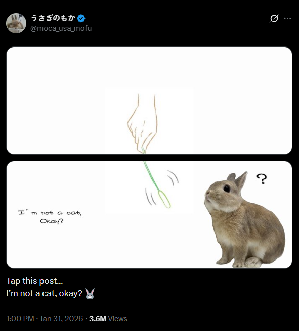 madeforcharts's tweet photo. This Japanese meme has recently gone viral on X with millions of views.

It's a rabbit named Moca in interactive and funny posts.

The creator also has many more of these.

5M views, a rabbit meme that is named, and 0 coins made??

THIS IS BY DEFINITION WHAT WE NEED FOR A COOK.

https://t.co/gFiQO3ZU7X