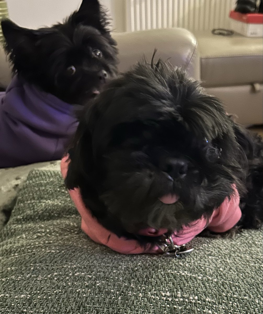 Tilly95156835's tweet photo. The now ‘One-eyed’ Rosie turns 9. 💕💕💕 https://t.co/MmPwkf38oy