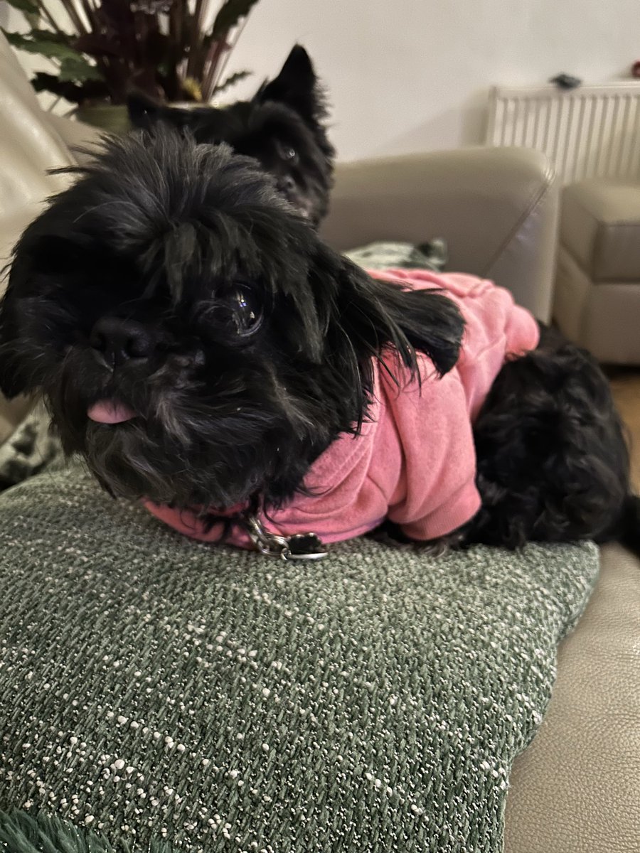 Tilly95156835's tweet photo. The now ‘One-eyed’ Rosie turns 9. 💕💕💕 https://t.co/MmPwkf38oy