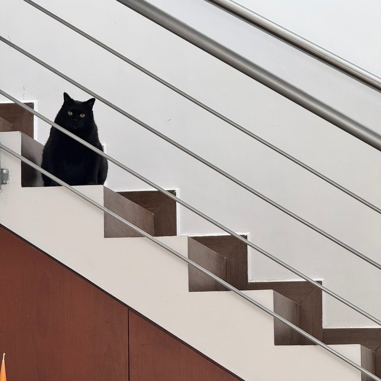 achirinos's tweet image. Nos dejaste hace seis meses y todavía escucho el eco de tus patitas en las escaleras. 💔🐾 #Ditta