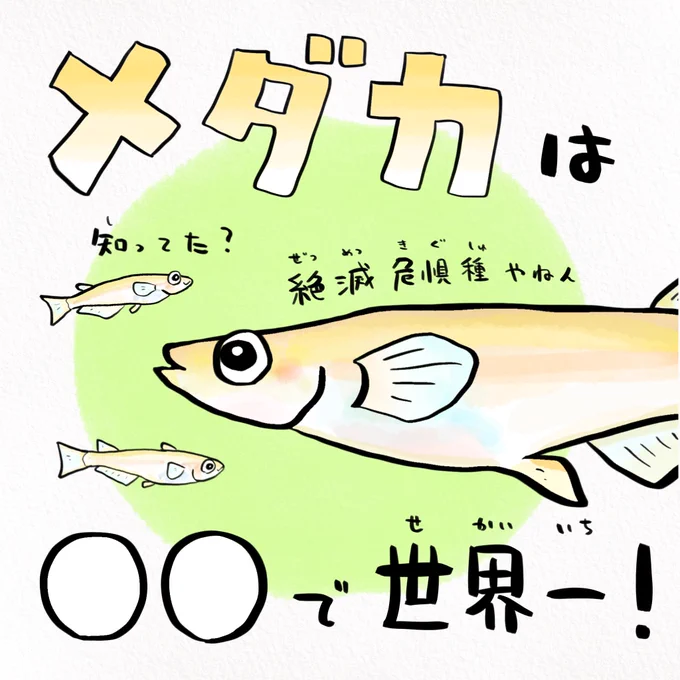 メダカはサンマの仲間 
