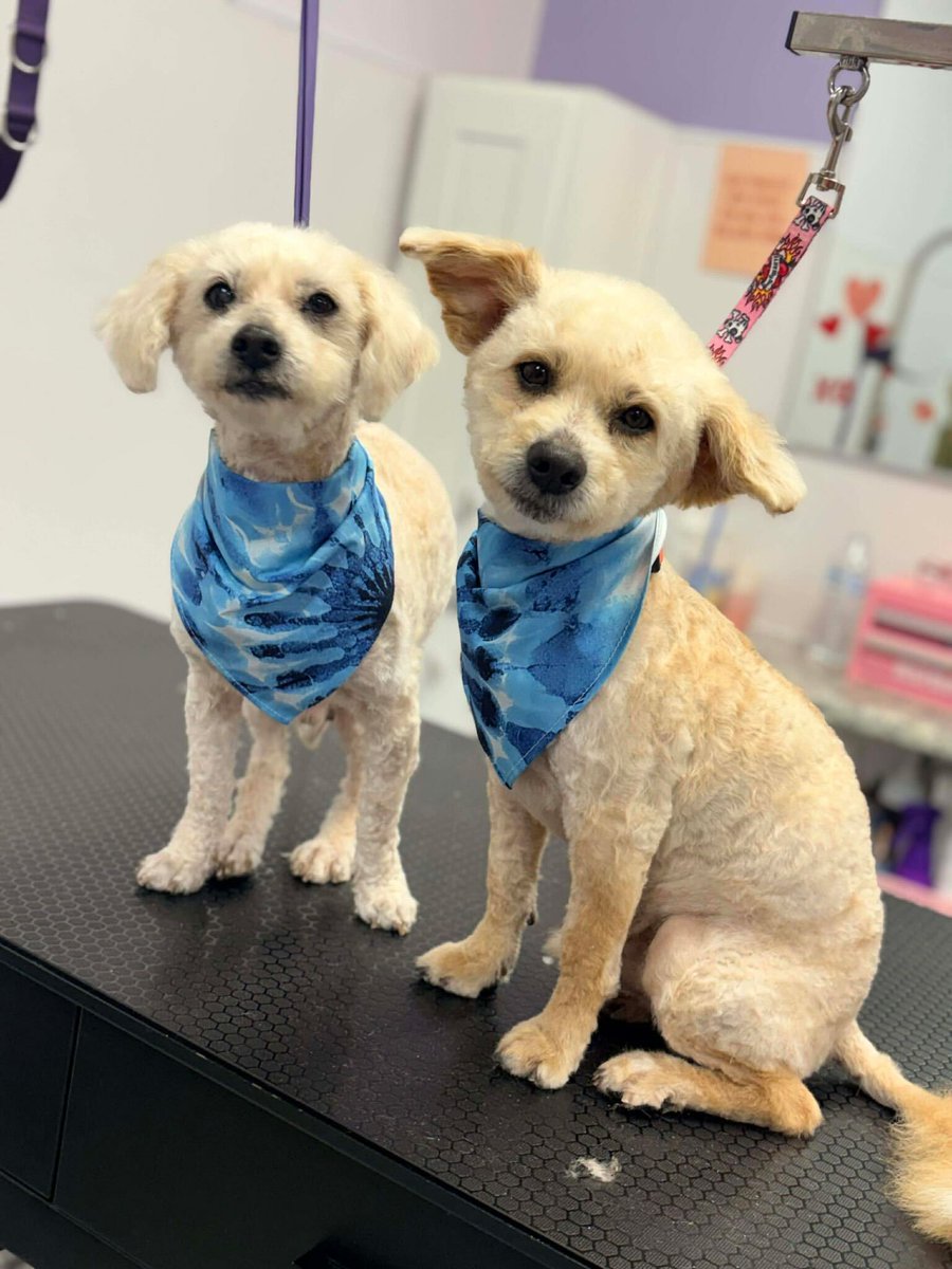 Aggieland Humane Society tweet media