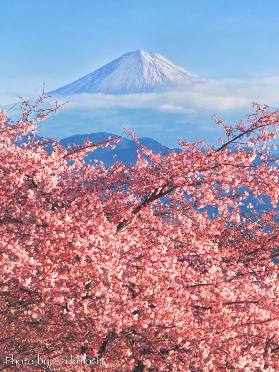 azukimochi_room's tweet photo. 静岡で見た富士山×河津桜が美しかった🗻🌸*:･ﾟ

※一昨日撮影です https://t.co/NUQHI5ieGL