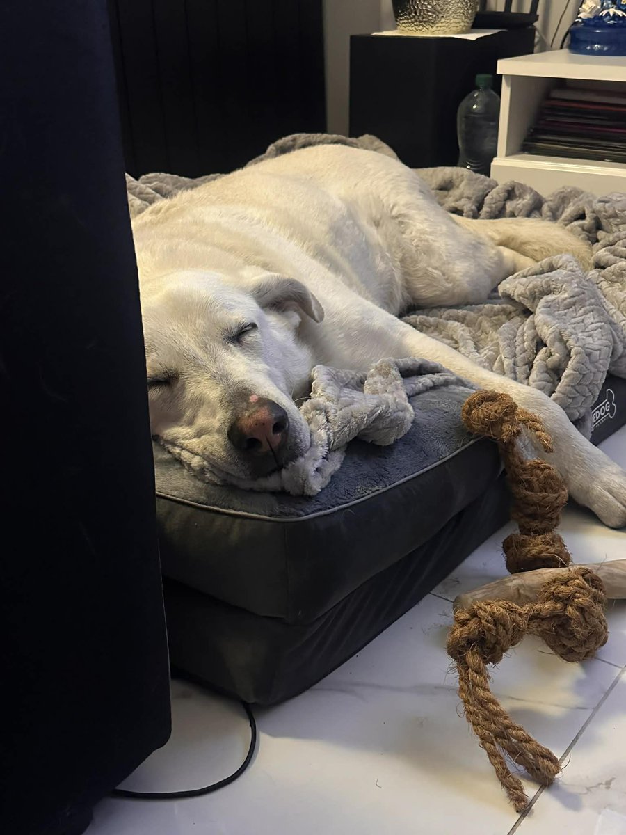Nowe wieści ze schroniska w Bytomiu. Dzisiaj ruszyły adopcje. Domek znalazła między innymi Luna :)