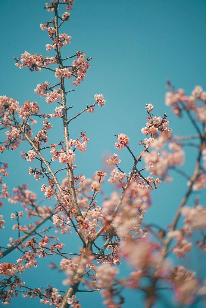 あたみ桜を新宿で楽しむ🌸

2月1日、東京都新宿区
新宿御苑にて
あたみ桜が満開

全部縦写真、タップしてね

α7III＋Canon Lens 85mm f1.8（1961）

#オールドレンズ
#oldlens