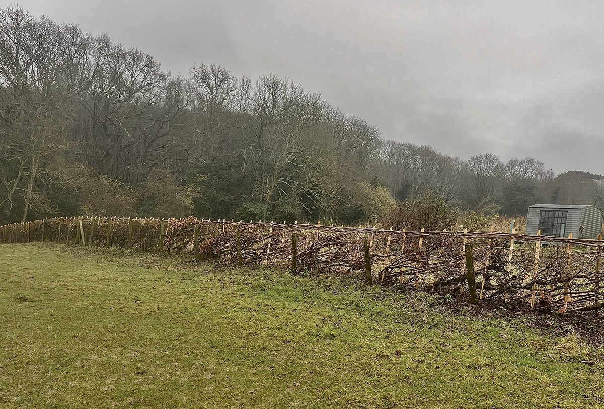 AngelikaHTCG's tweet photo. A cheerful sight on a very damp &amp; gloomy day! 😍 The hedgelayers have been busy … Lucky sheep! #hedgelaying ♥️ https://t.co/6iX8OUkVZN