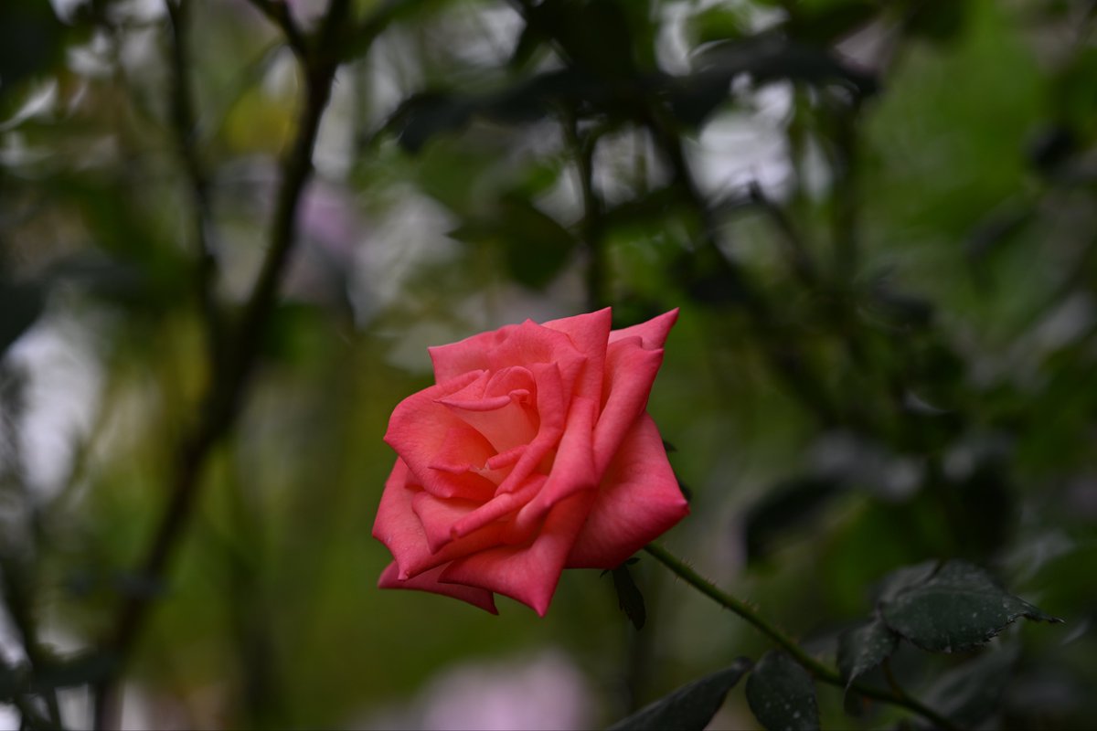 kazumi (@zf1118kazumi) / Posts / X