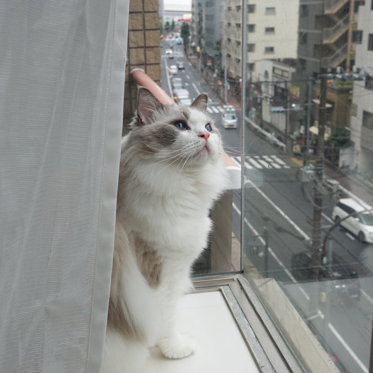 わたあめ (@wataamedetyuyo) / Posts / X