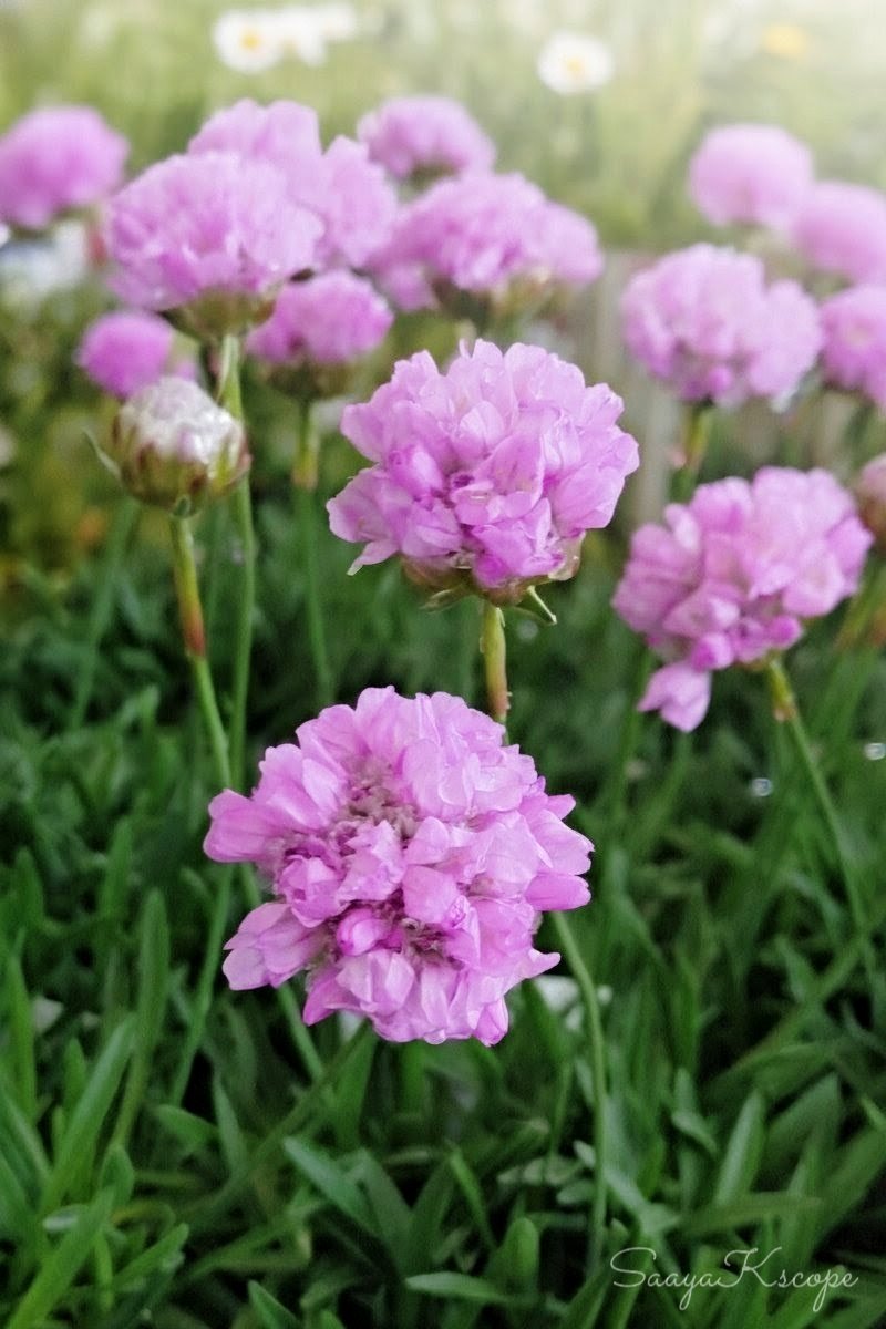 Flowers Community on X - 139.5K Members