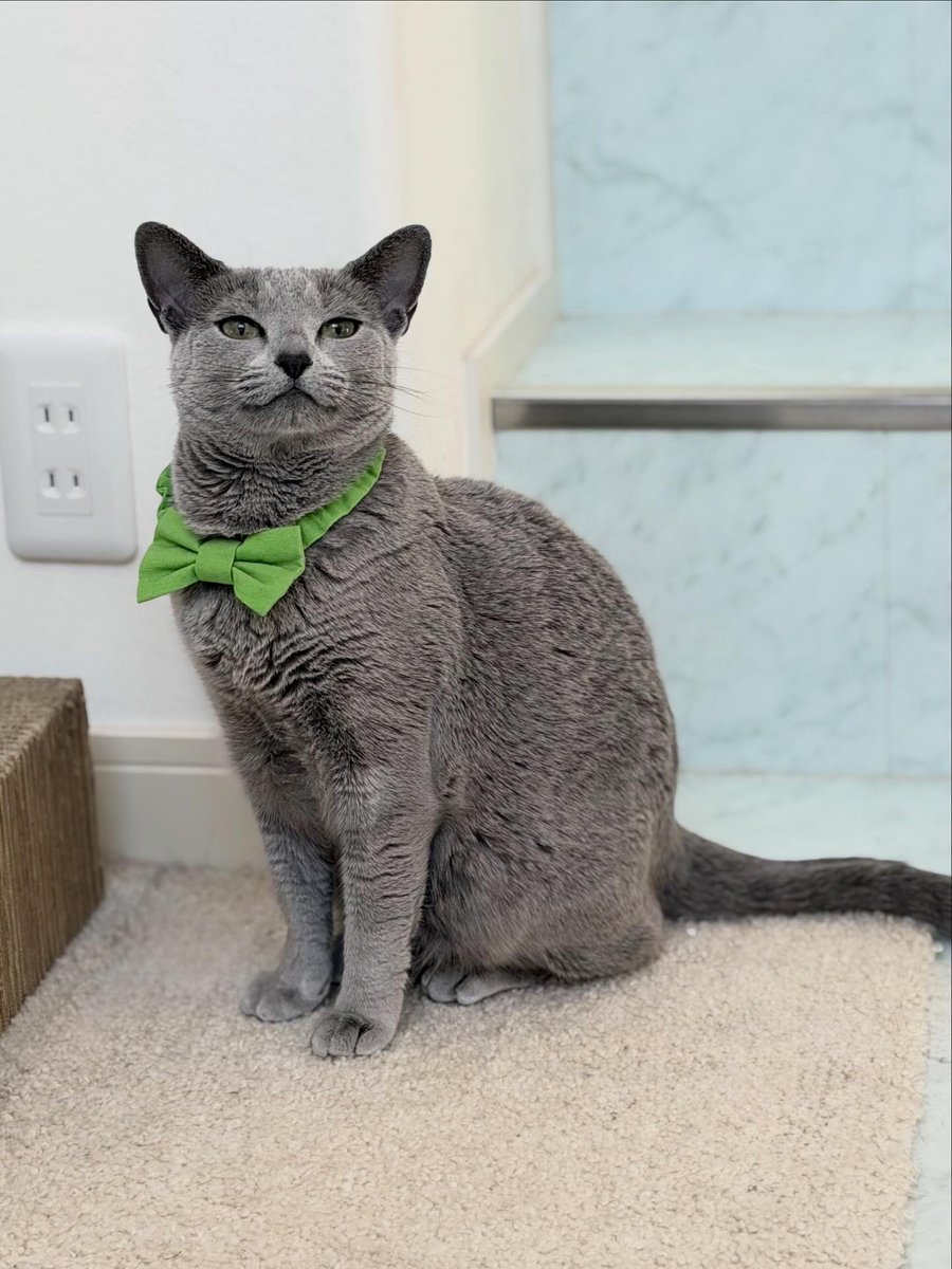 LisaLisa200601's tweet image. おはようニャン😸😸

#立春
#ねこ
#ロシアンブルー
#リサリサとリリー
#ねこのきもち