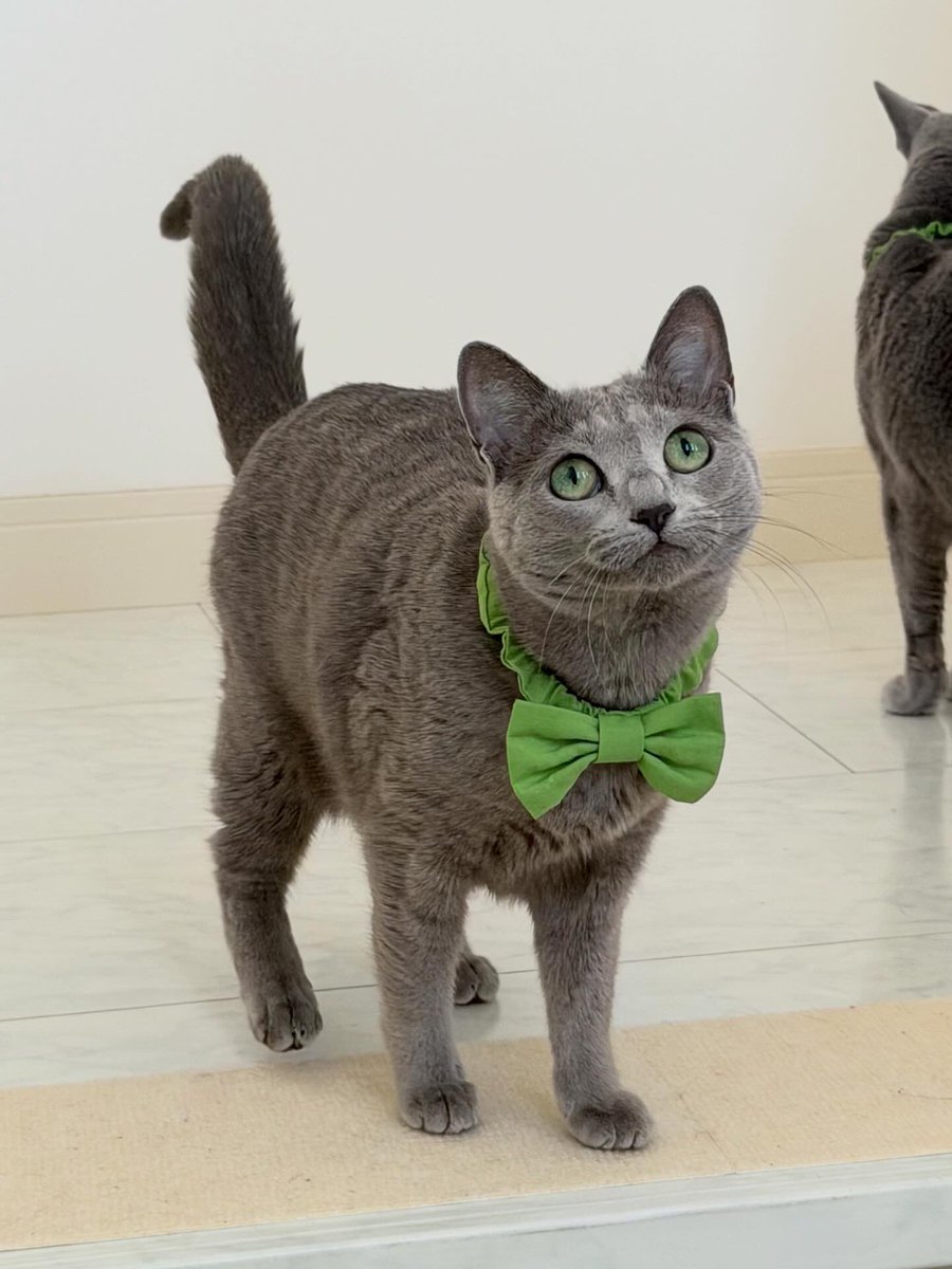 LisaLisa200601's tweet image. おはようニャン😸😸

#立春
#ねこ
#ロシアンブルー
#リサリサとリリー
#ねこのきもち