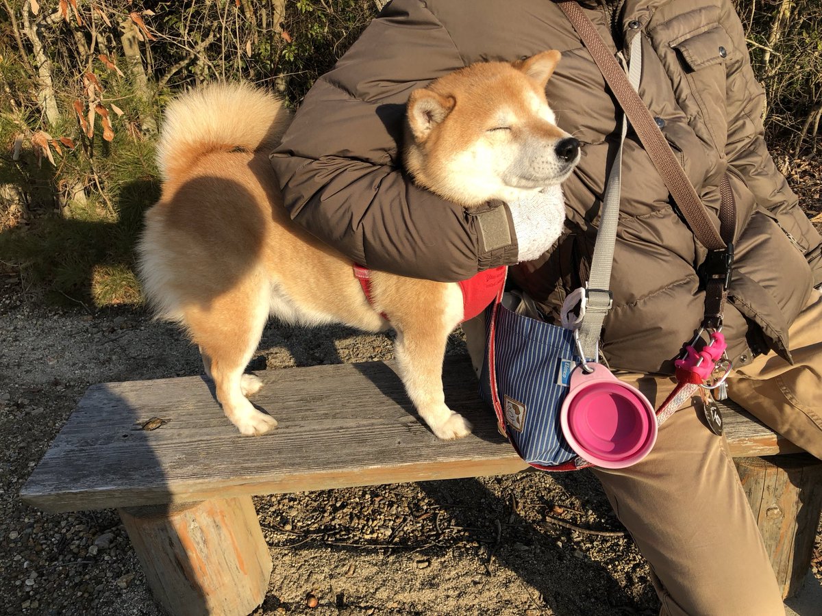 保護猫たんぽぽと虹の橋の柴犬アンちゃん tweet media