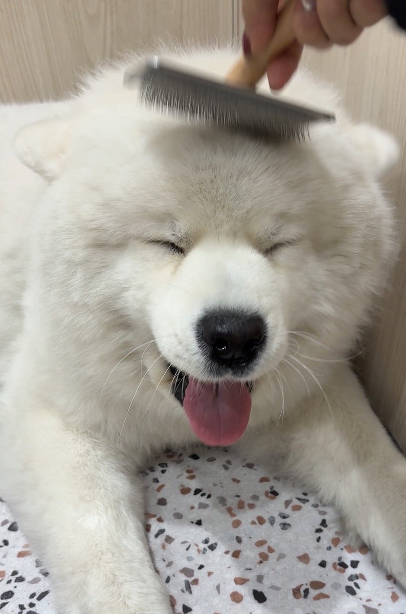 samoyed_cafe's tweet image. ブラッシング中ニコニコになっちゃうサモエド🐻‍❄️🩵

サモエドカフェアル町田店