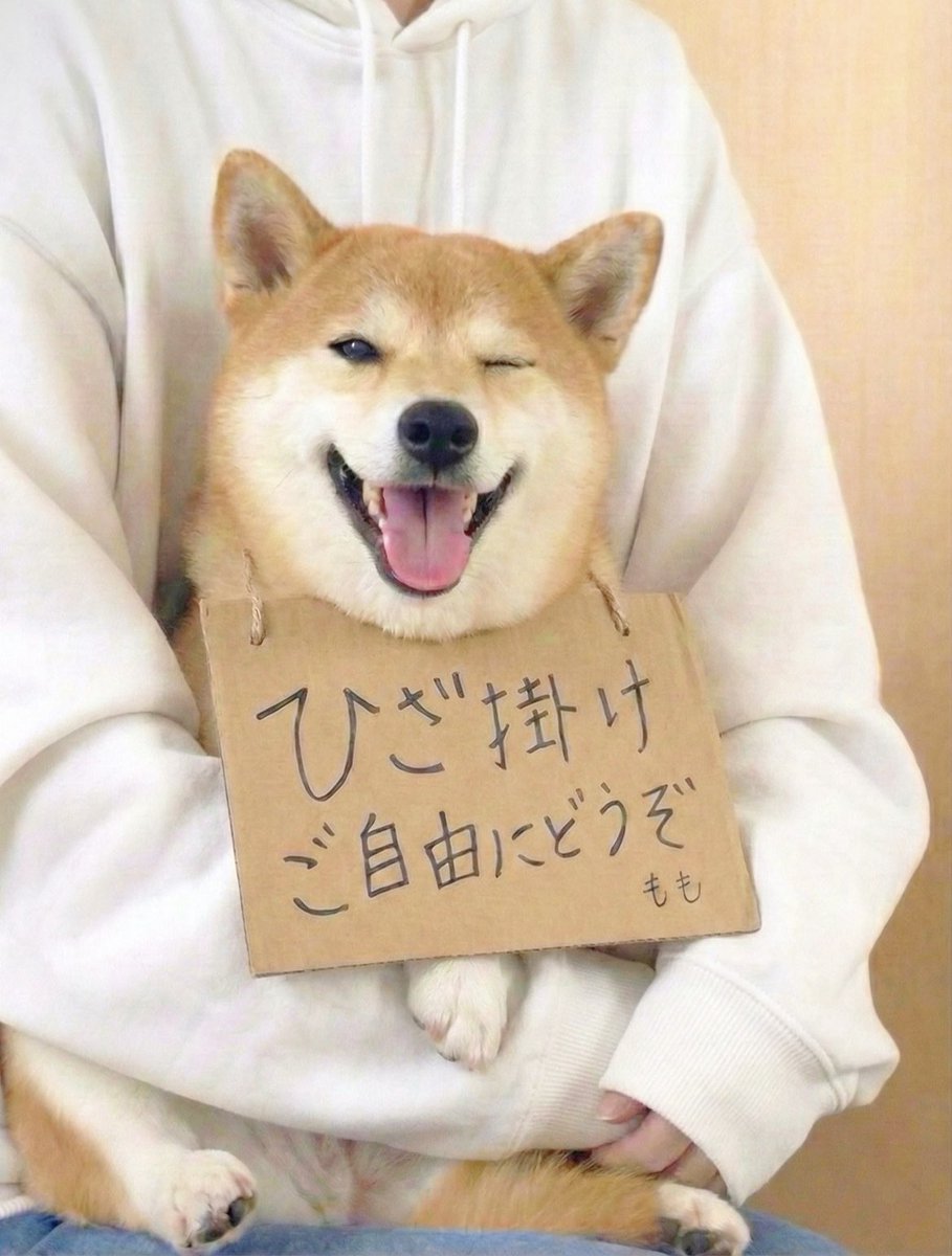 柴犬·͜·♡もも (@momonosekaiii) / Posts / X