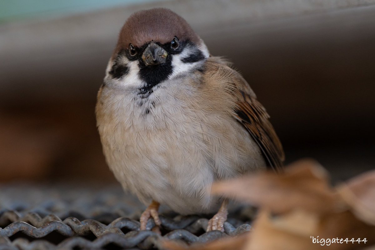 biggate4444@毎日スズメ今年で8年目 (@biggate43) / Posts / X