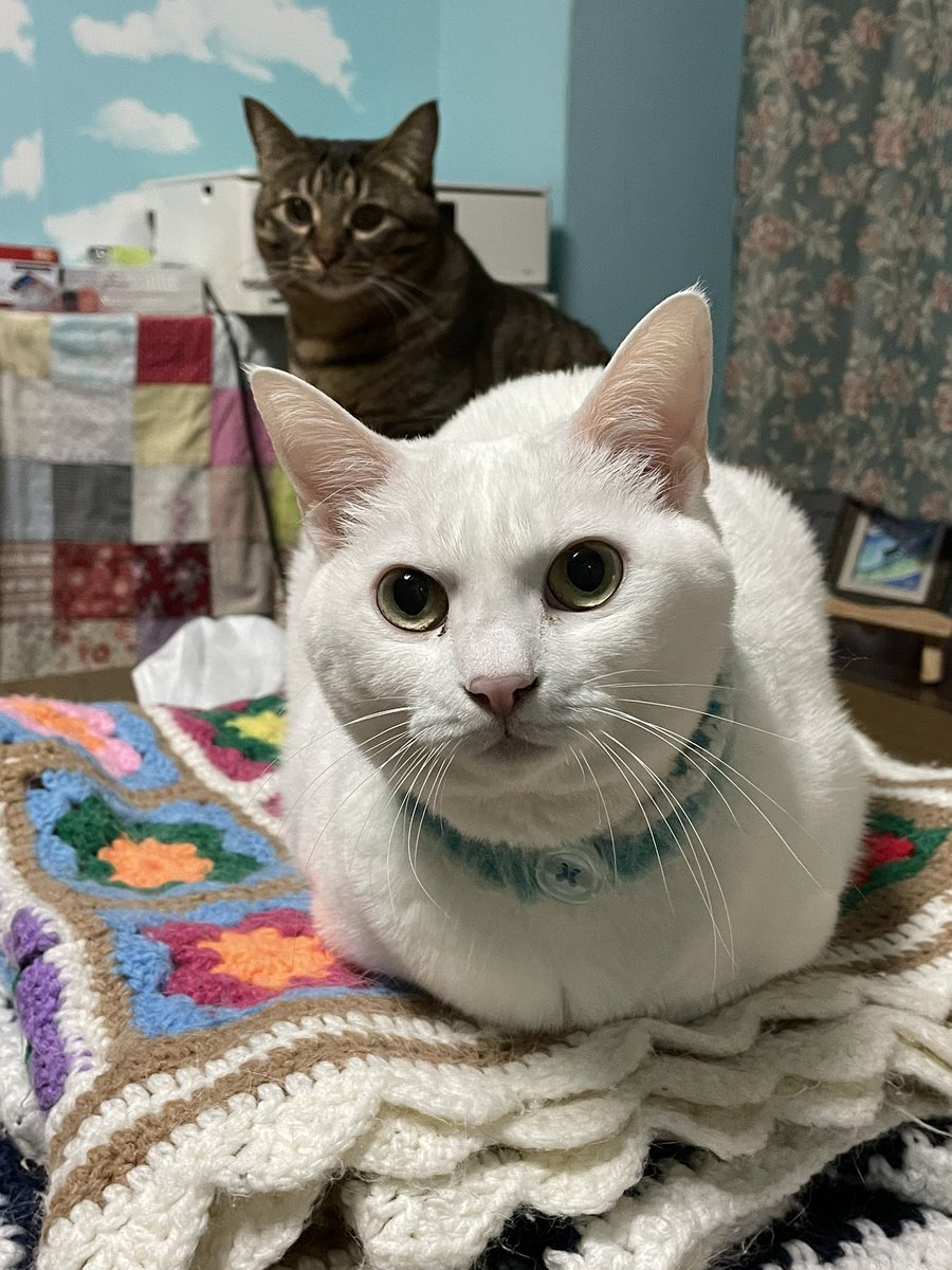 ティナ💛&amp;ティコ🧡

朝からうちの子達は最高に可愛いにゃ😍💕

#白猫のティナちゃん
#キジトラのティコ