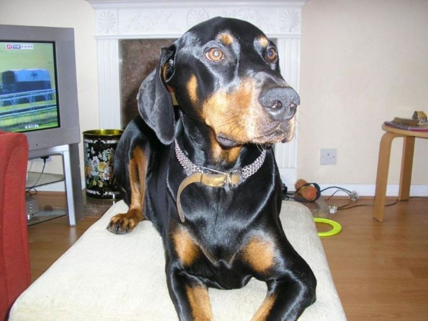 GaryMGoodman's tweet photo. Buddy, missing you today and every day, thank you for all the love and loyal companionship, run free, my sweet boy and play with your brothers Toby &amp; Diesel xx https://t.co/6elwQ9b4Nf