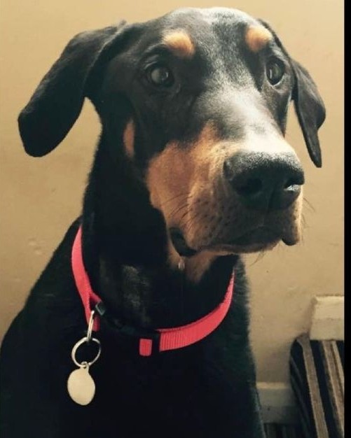 Buddy, missing you today and every day, thank you for all the love and loyal companionship, run free, my sweet boy and play with your brothers Toby &amp; Diesel xx