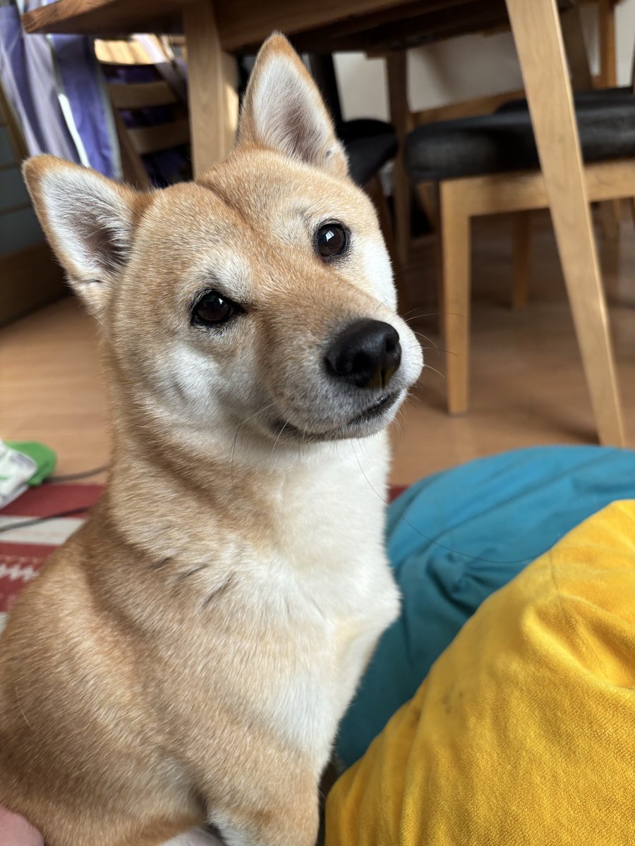 mame48en's tweet photo. おはようございます☀
今日も元気です！🐕💕

#柴犬
#柴犬がいる暮らし
#犬好きさんと繋がりたい https://t.co/3mTn8rti3b
