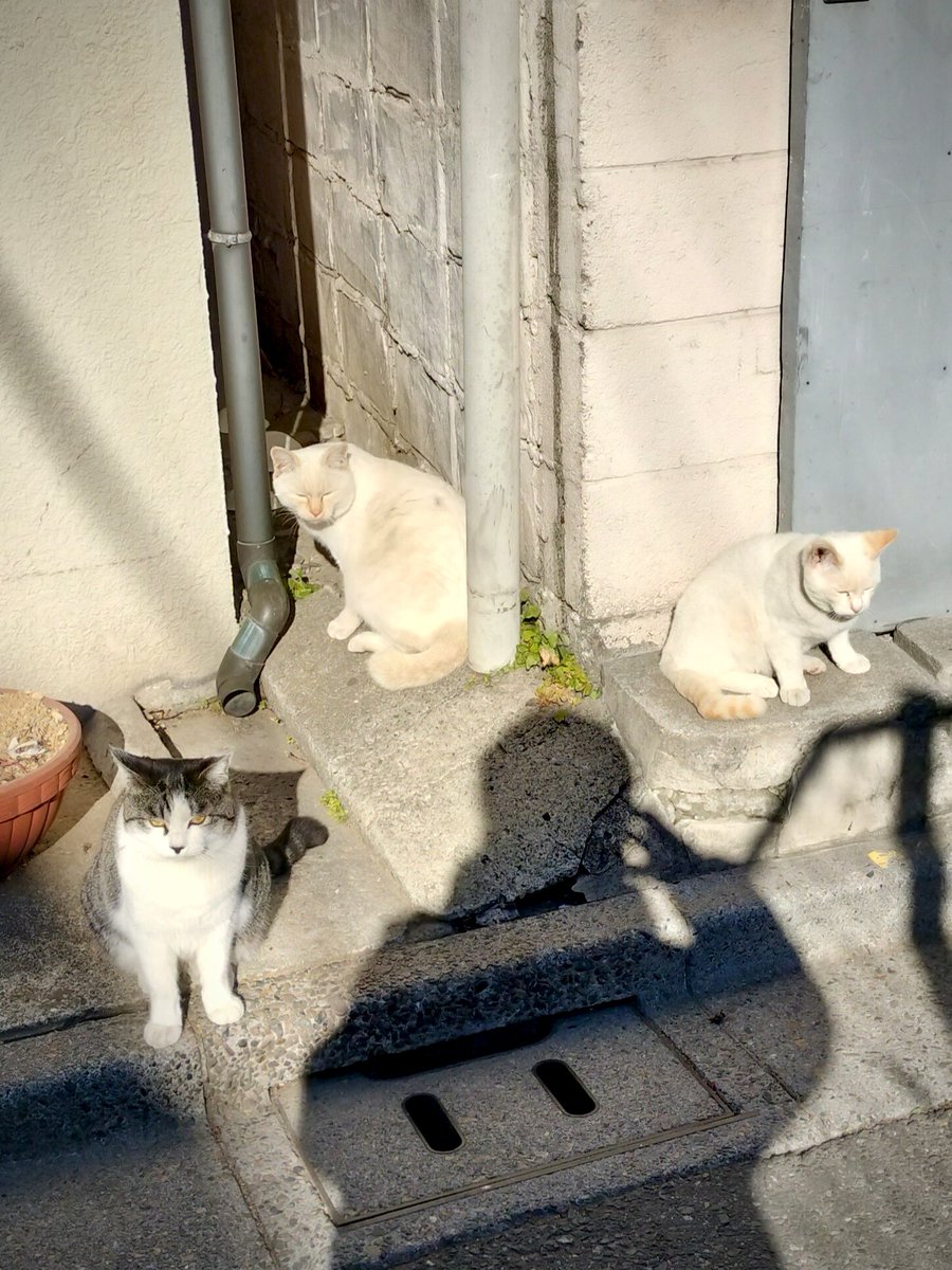 ドラ猫ファミリー