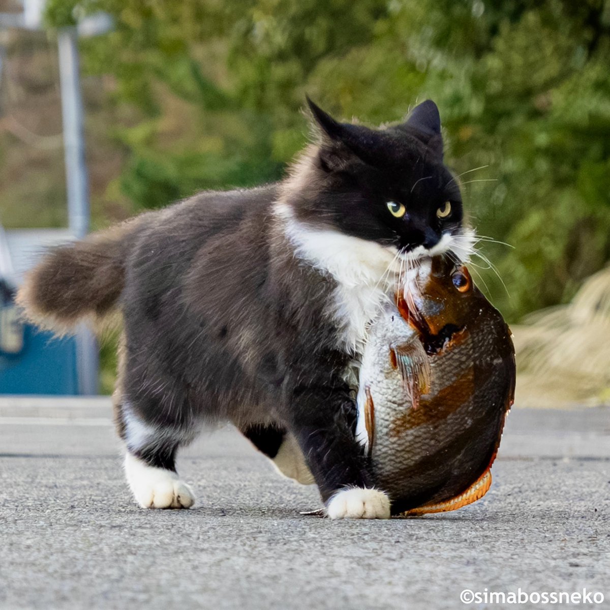 RT @simabossneko: 嬉しいごちそう✨ I got a treat🐾Thank you