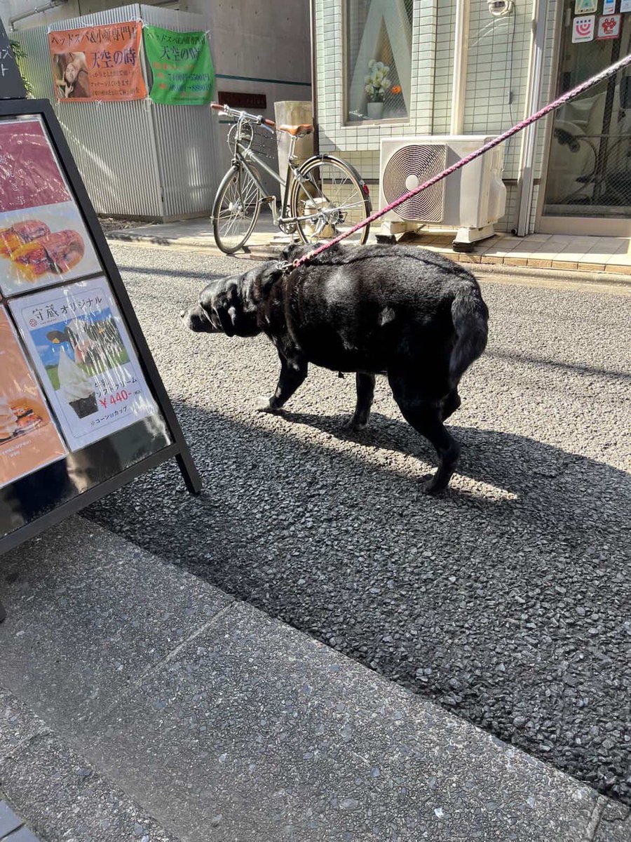 何をしても可愛い🩷🩷🩷 私もハッピーに逢いたい😭😭😭