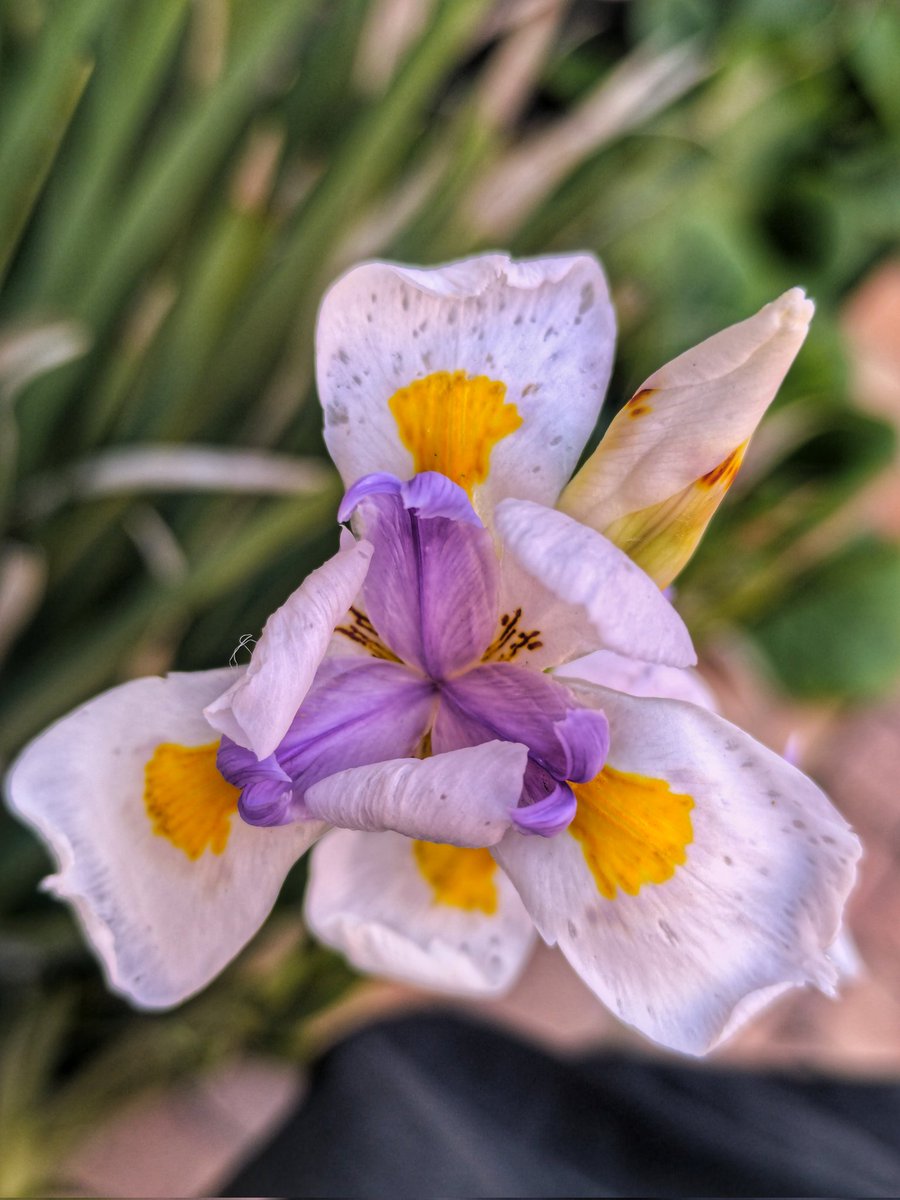 🤍💜💛 
#Lirio #Iris