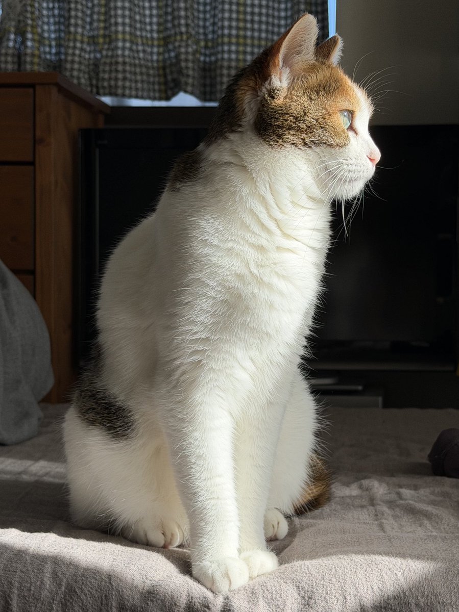 最近のひかりちゃんは、
冬毛でぽわぽわ。
テレビやスマホを見てると拗ねる。
お膝に乗りたい。
相変わらず掃除機が嫌い。
ご飯（ひかりちゃんの）よりも先に撫でてほしい。
毎日毎日毎日かわいい。