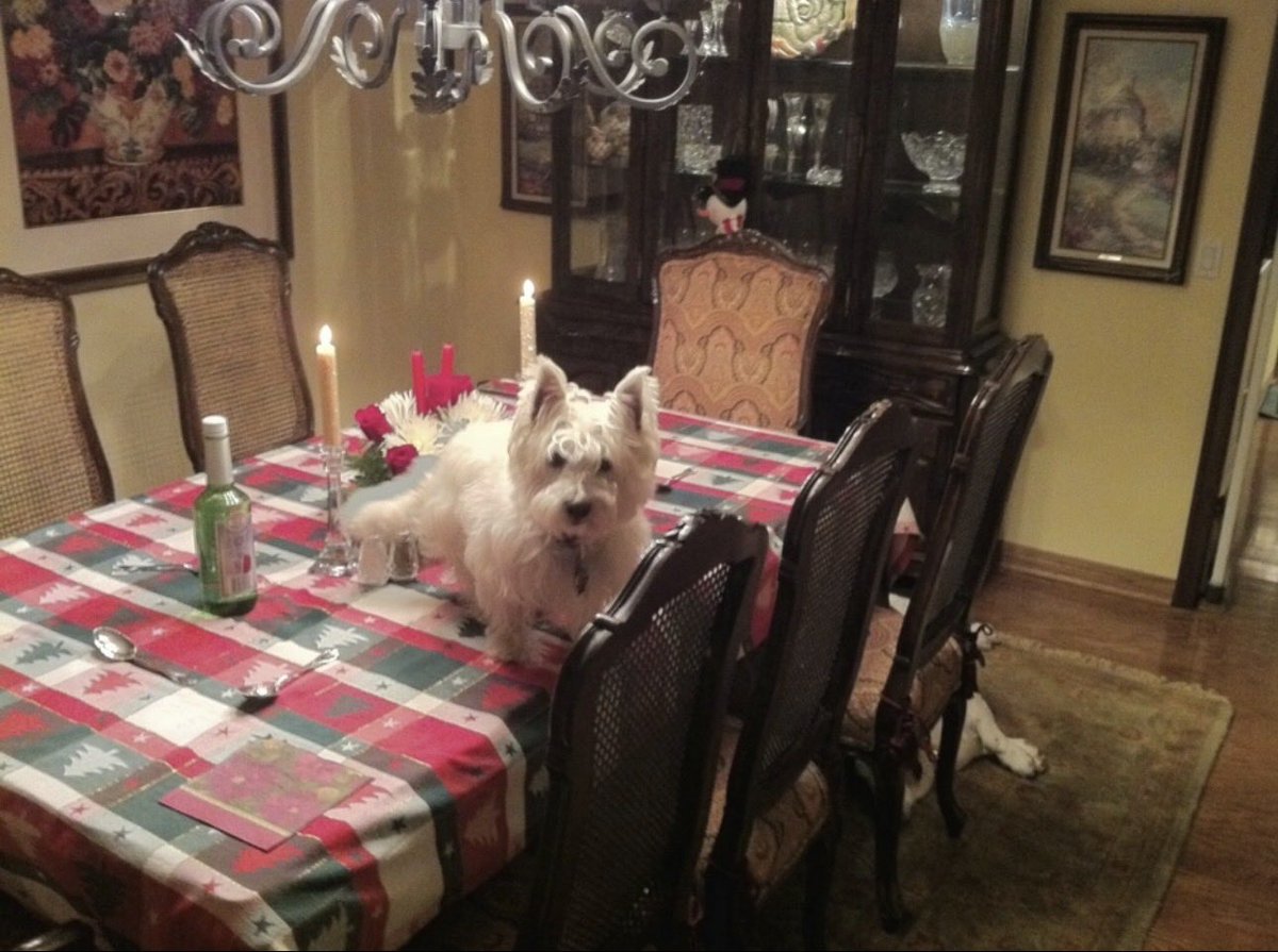 ChloeBelleln's tweet photo. Our beautiful Golden Boy Max with my boys and I one Motherโs Day! ๐ธ My feisty boy Marley Macโฆ.on the table and the table! ๐ Spoiled little guy. ๐ถ๐พ๐๐ถ๐๐ #WestHighlandWhiteTerrier #Westies #GoldenRetrievers #WestiesofX #GoldenRetrieversofX https://t.co/05IDdB2a3A