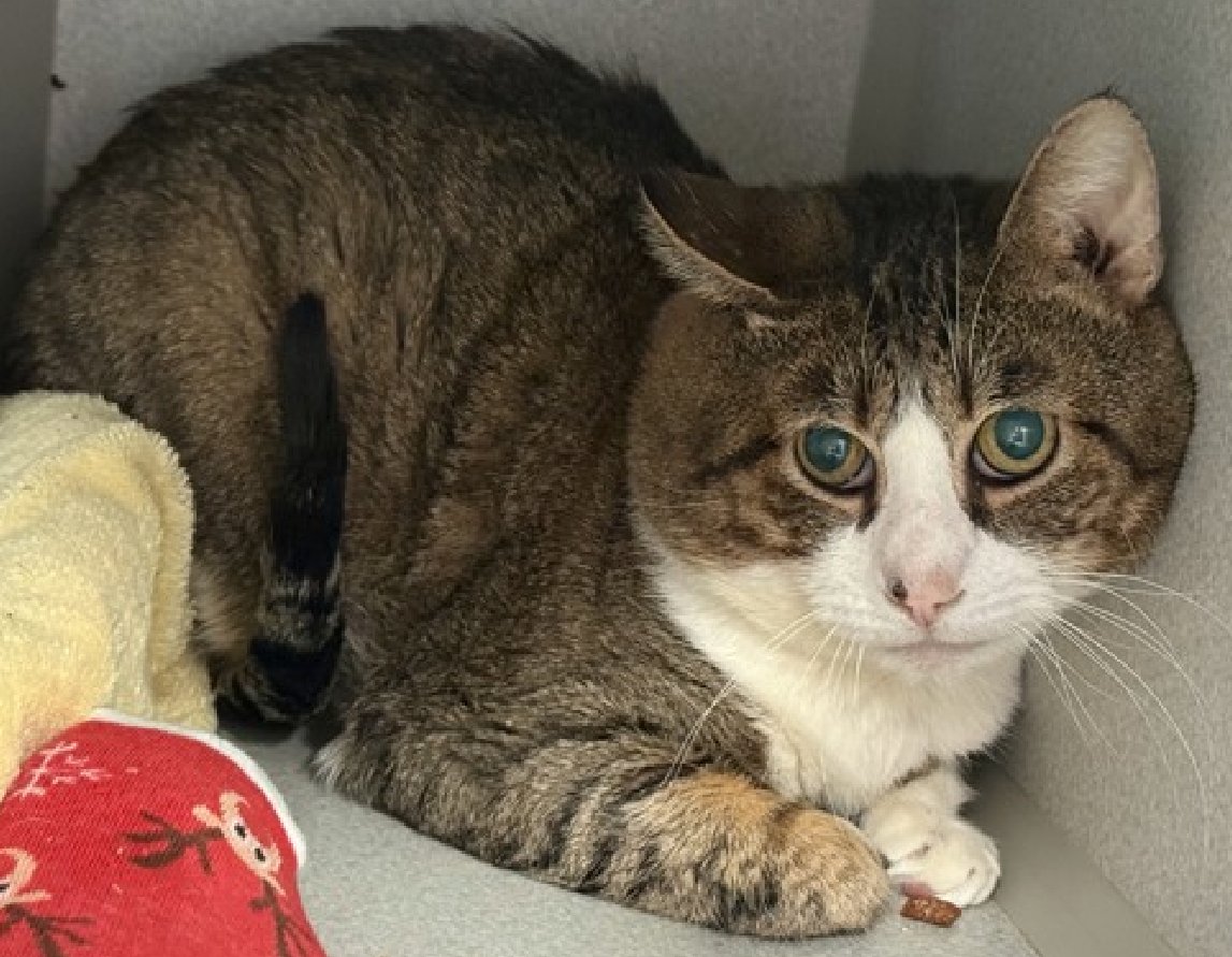 🆘🆘 JACK FROST (ID 243810), 7YO, MALE –  IN MANHATTAN ACC - came into the shelter as a stray on 12/16/2025.  🆘🆘 😿 😿 😿 😿

➡️TBD 2/5/26

➡️ 🆘🆘  1ST Chance on Emergency Placement List – VERY URGENT – 🆘🆘 😱🔥🔥😱

➡️ 50 DAYS IN SHELTER – TOO LONG – TIME IS RUNNING OUT

➡️