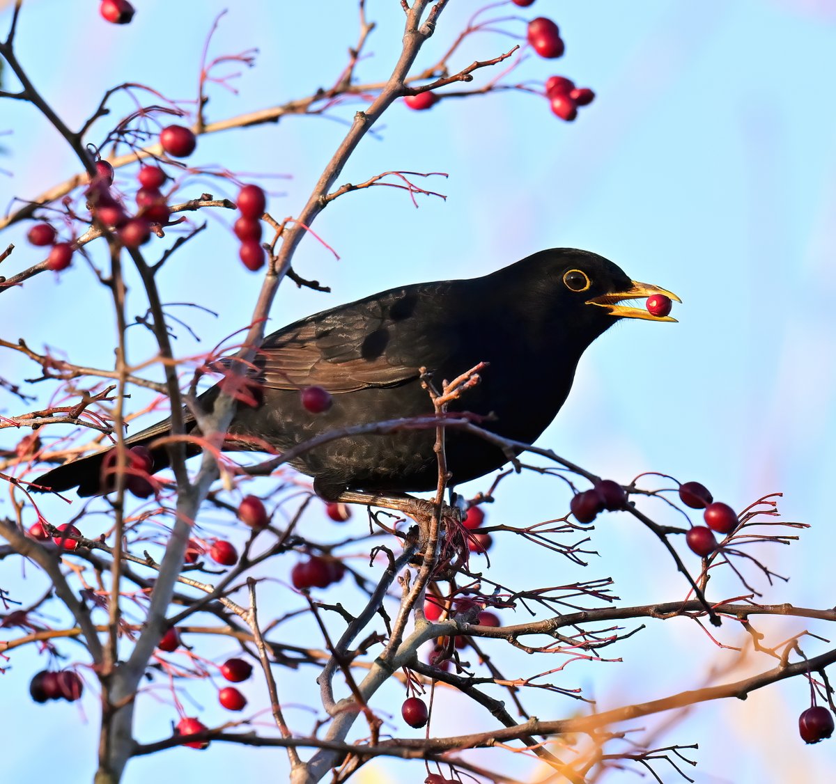 Carl Bovis tweet media