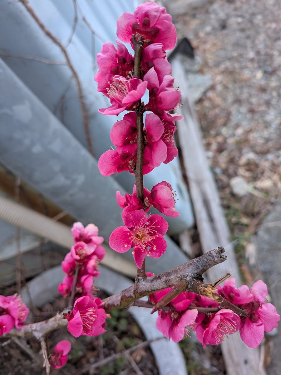 ウルップ草 tweet media